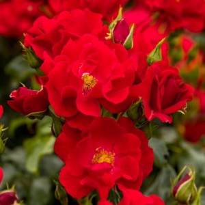 MATADOR (Ground cover)